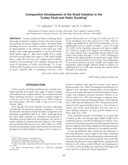 Comparative Development of the Small Intestine in the Turkey Poult