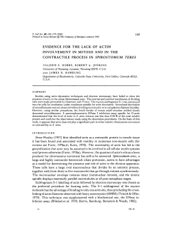 evidence for the lack of actin involvement in mitosis and in the