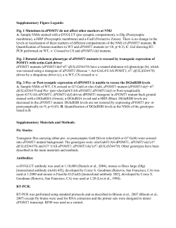 Supplementary Figure Legends: Fig. 1 Mutations in dPOMT1 do not