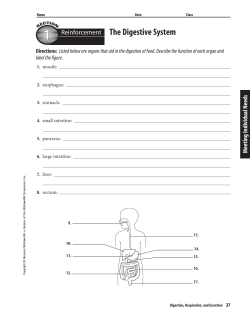 The Digestive System