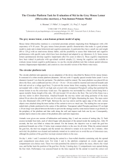 The Circular Platform Task for Evaluation of Mci in the Grey Mouse