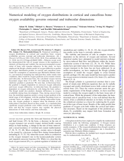 oxygen availability governs osteonal and trabecular