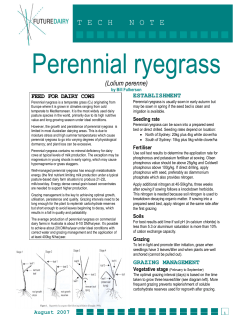 Perennial ryegrass