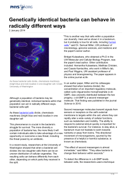 Genetically identical bacteria can behave in radically different ways