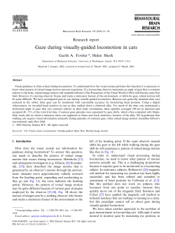 Gaze during visually-guided locomotion in cats