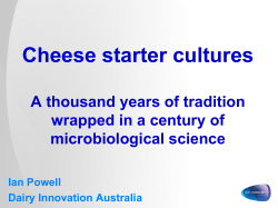 Cheese starter cultures