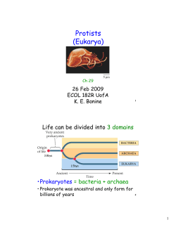 Protists (Eukarya)