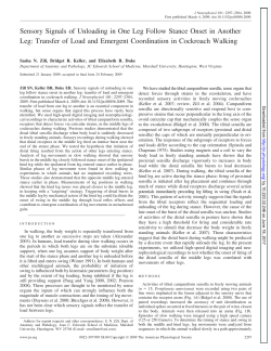 Sensory Signals of Unloading in One Leg Follow Stance Onset in