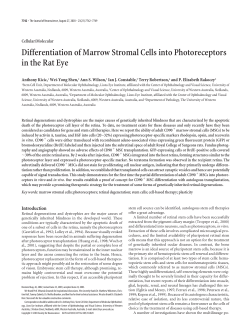 Differentiation of Marrow Stromal Cells into Photoreceptors in the
