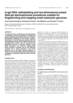In-gel DNA radiolabelling and two-dimensional