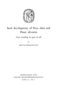 Seed development of Picea abies and Pinus silvestris