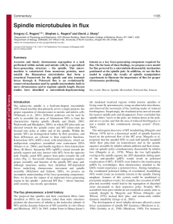 Spindle microtubules in flux - Journal of Cell Science