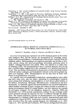 Anomalous Aerial Roots in Avicennia Germinans (L.) L. in Florida
