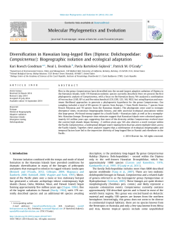 Diversification in Hawaiian long-legged flies (Diptera