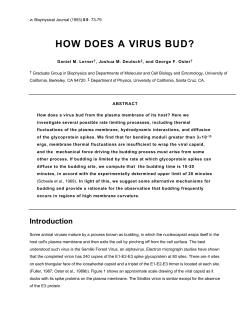 how does a virus bud? - University of California, Berkeley