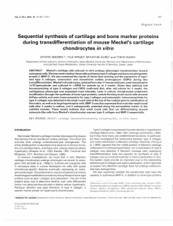 Sequential synthesis of cartilage and bone marker proteins during