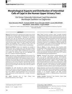 Morphological Aspects and Distribution of Interstitial Cells of Cajal in
