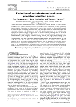 Evolution of vertebrate rod and cone phototransduction genes