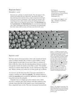 Bryozoan basics