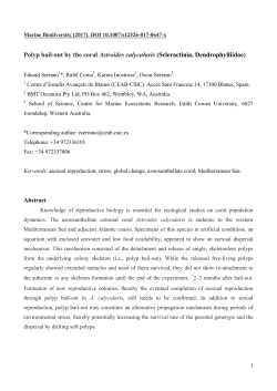 Polyp bail-out by the coral Astroides calycularis (Scleractinia