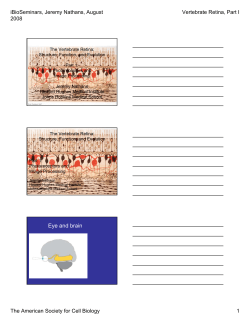 The Vertebrate Retina - Howard Hughes Medical Institute