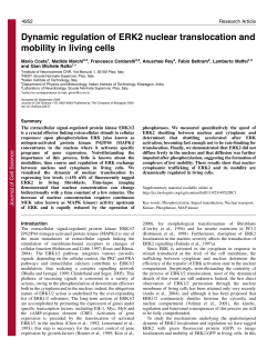 Dynamic regulation of ERK2 nuclear translocation and mobility in
