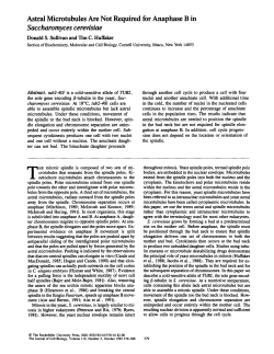 Saccharomyces cer isiae