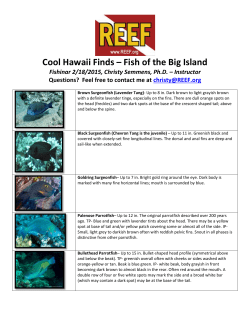 Cool Hawaii Finds &ndash; Fish of the Big Island