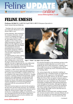 feline emesis - Langford Veterinary Services