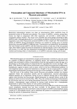 Physarum polycephalum