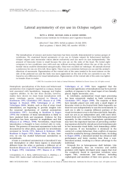 Lateral asymmetry of eye use in Octopus vulgaris