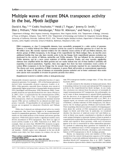 Multiple waves of recent DNA transposon activity in the bat, Myotis