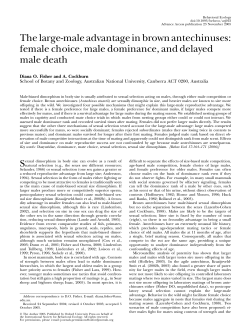 The large-male advantage in brown antechinuses: female choice