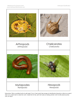 Arthropods Chelicerates - Montessori for Everyone