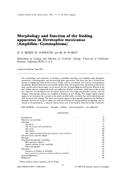 Morphology and function of the feeding apparatus in Dermophis