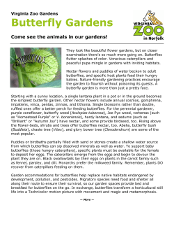 Butterfly Gardens - The Virginia Zoo