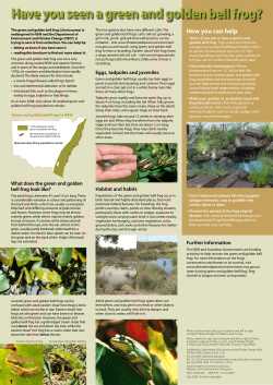 Have you seen a green and golden bell frog? What does the green