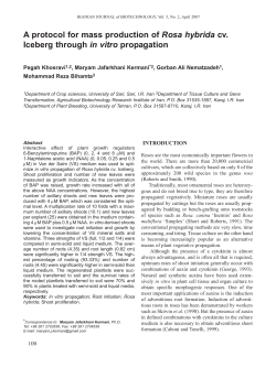 A protocol for mass production of Rosa hybrida cv. Iceberg through