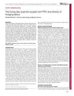 The honey bee tyramine receptor AmTYR1 and division of foraging