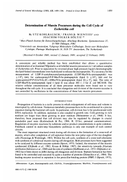 Determination of Murein Precursors during the Cell Cycle of