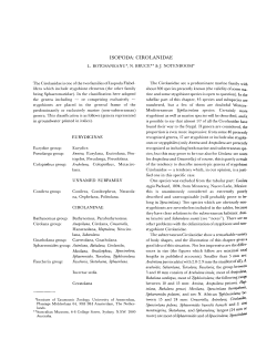 ISOPODA: CIROLANIDAE
