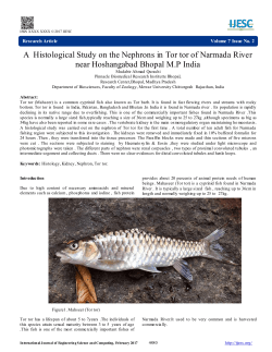 A Histological Study on the Nephrons in Tor tor of Narmada