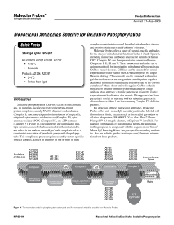 Monoclonal Antibodies Specific for Oxidative Phosphorylation