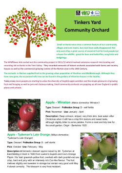 information-on-apples-tinkers-yard-nov-2016