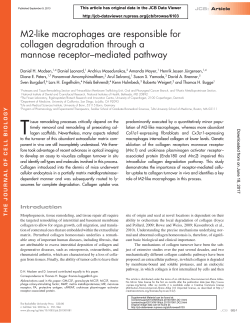 M2-like macrophages are responsible for collagen degradation