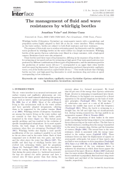 The management of fluid and wave resistances by whirligig beetles