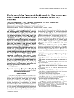 Like Neural Adhesion Protein, Gliotactin, is Natively Unfolded