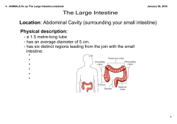 Large Intestine - Ms. Teng`s Website