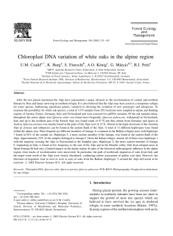 Chloroplast DNA variation of white oaks in the alpine region
