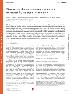 Micron-scale plasma membrane curvature is